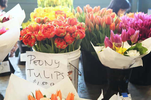 peony tulips
