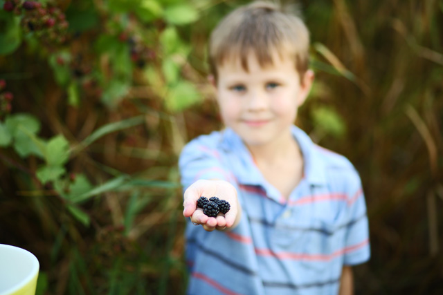 little boy picking berries