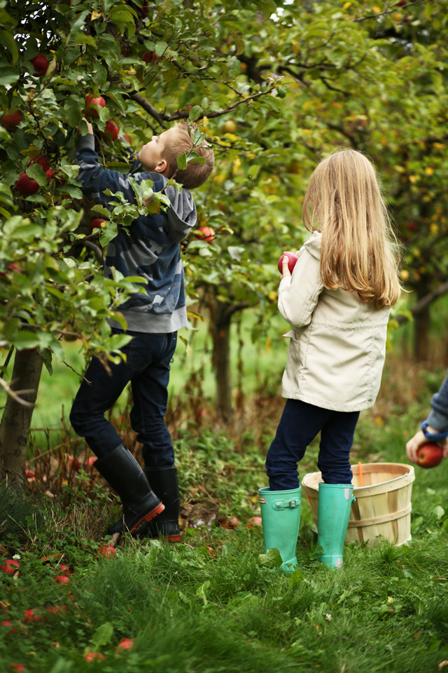 kids picking apples