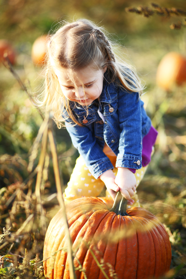 toddler picking pumpkins