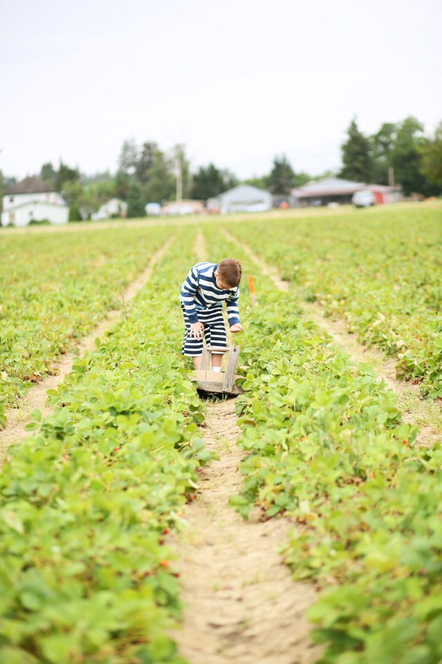 strawberry picking in Washington