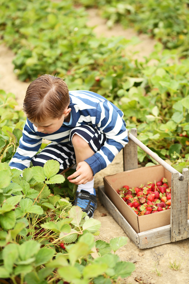 strawberry picking with kids 2